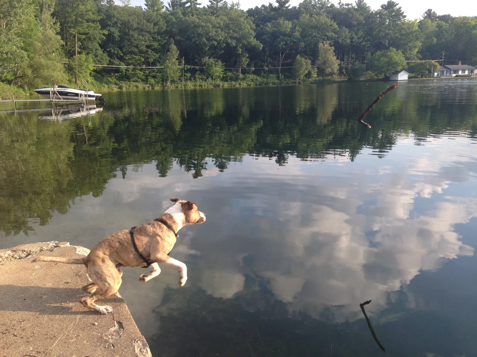 Found dog in Greenville, MI, 48838