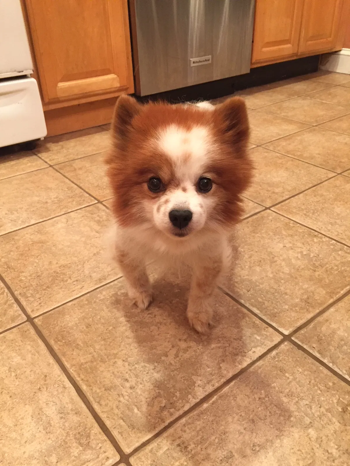 Found dog in Amityville, NY, 11701