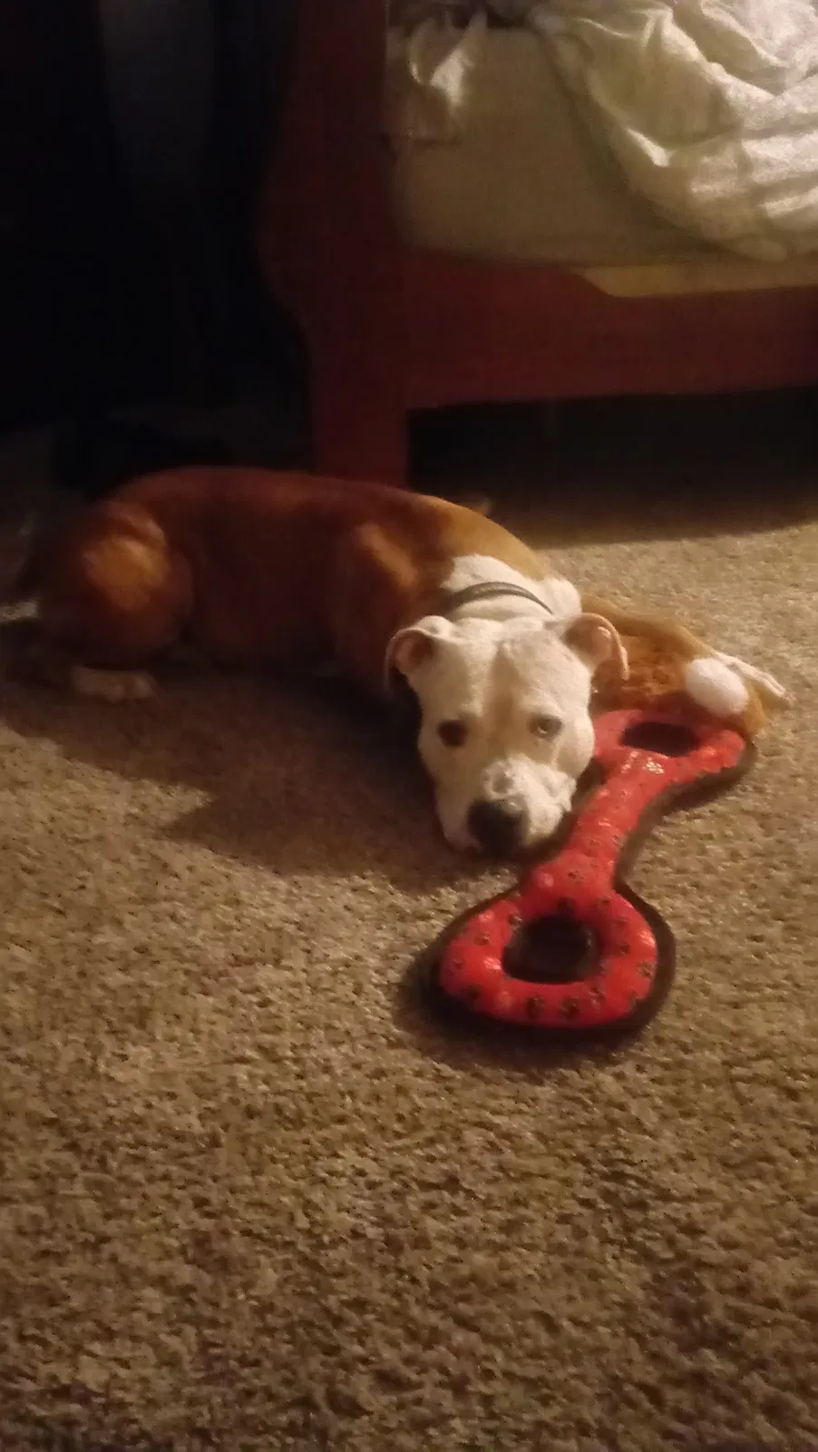 Found dog in Eugene, OR, 97401