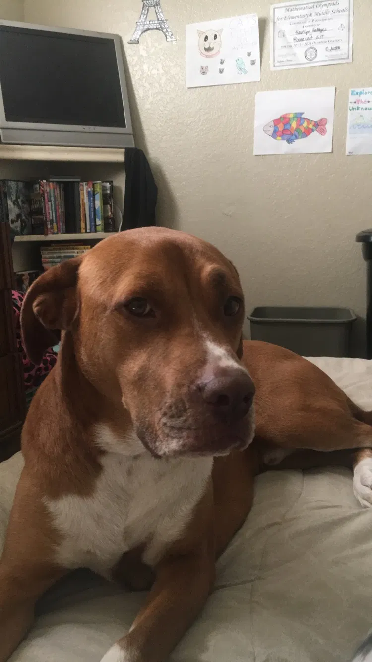 Found dog in Mesa, AZ, 85201