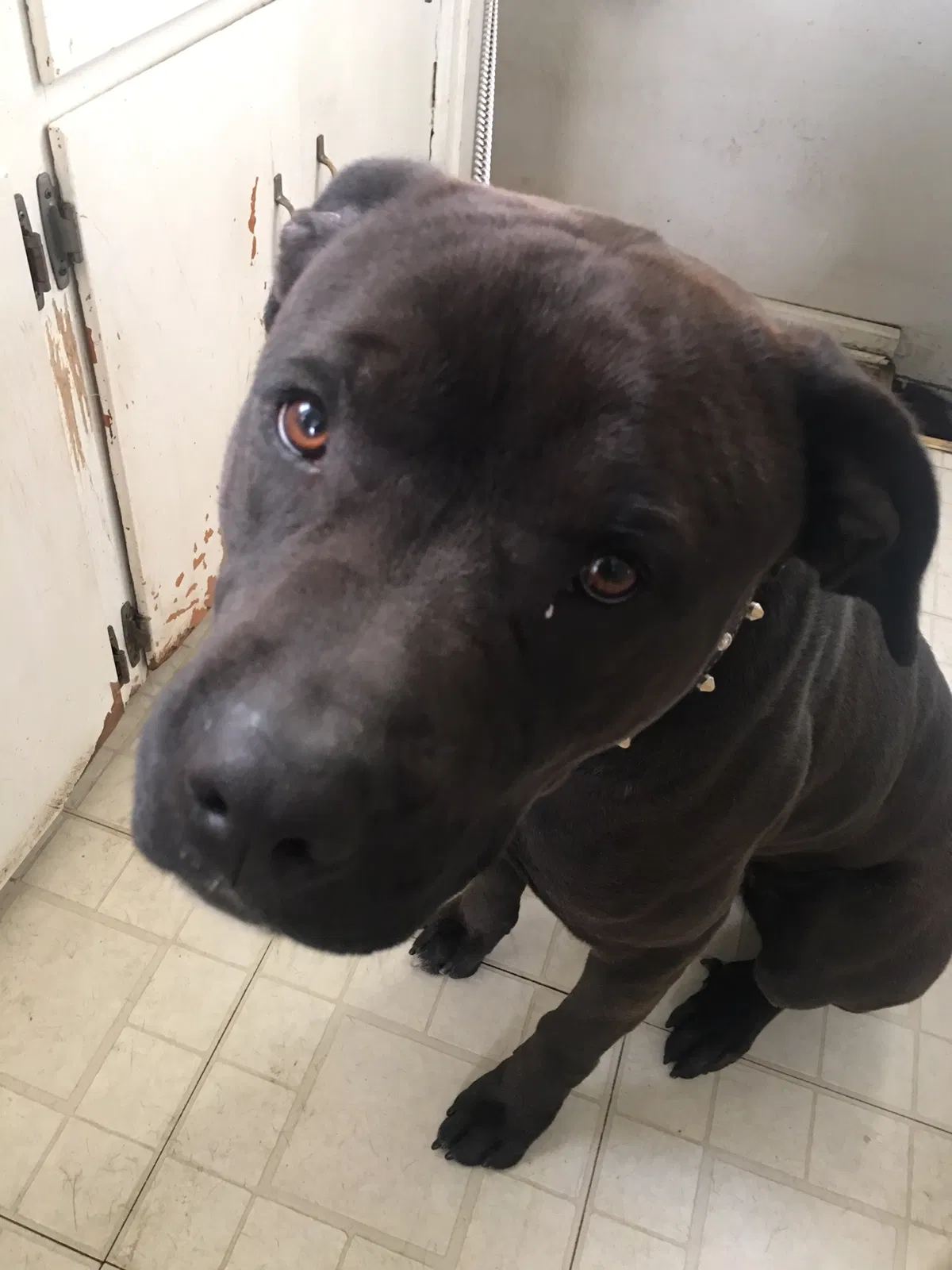Found dog in Ferndale, MI, 48220