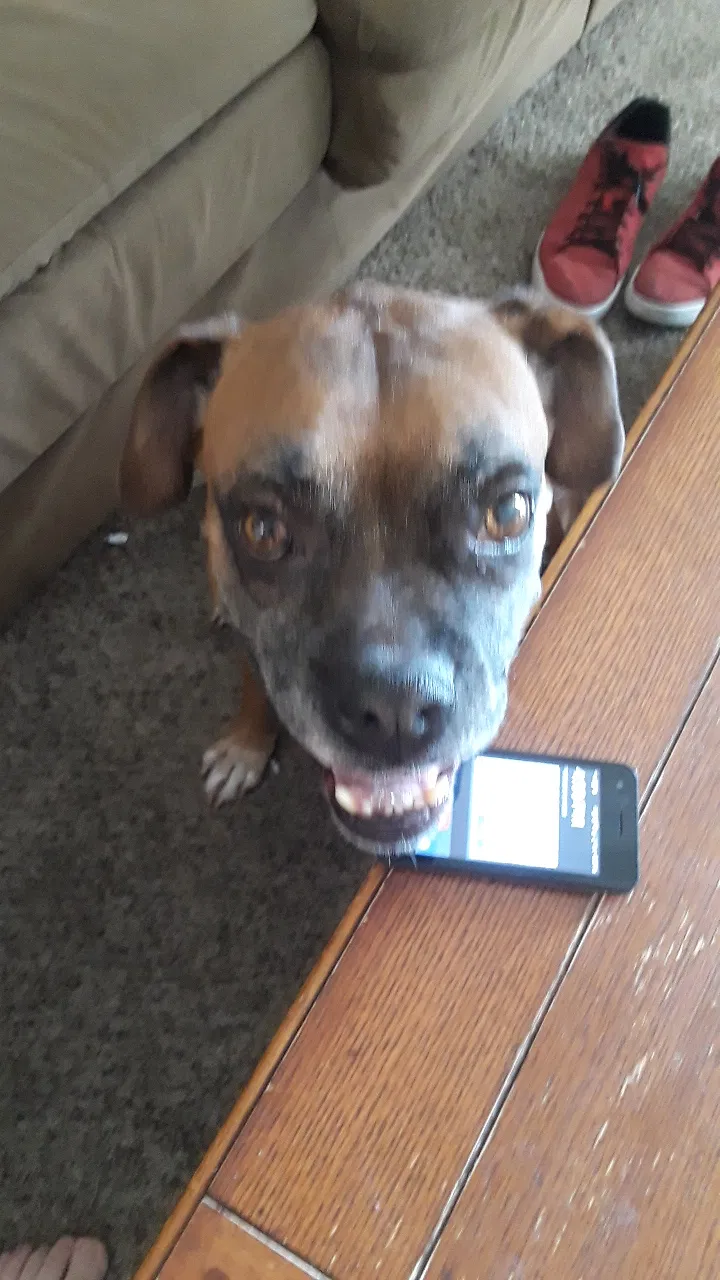 Found dog in Phoenix, AZ, 85053