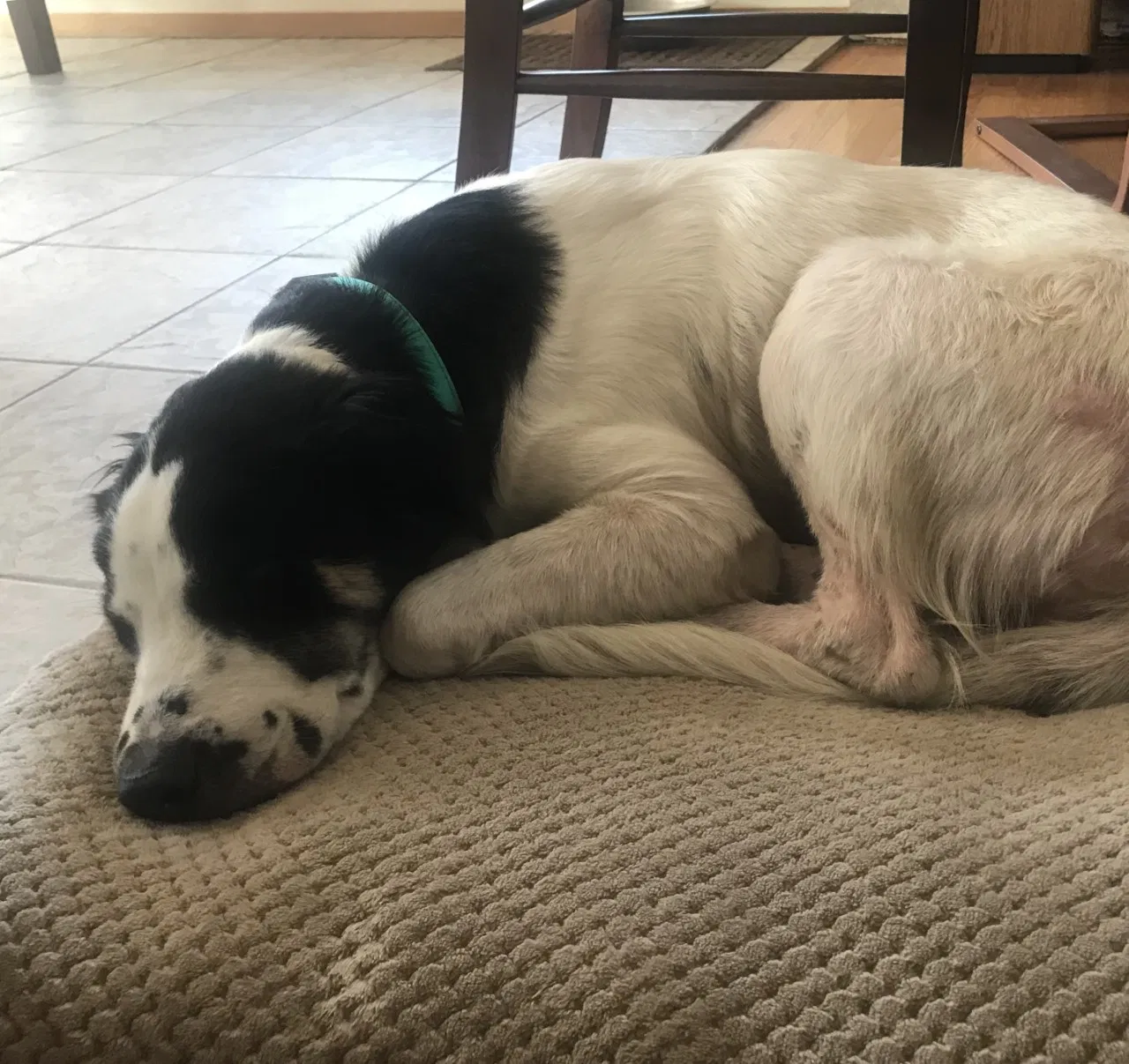 Found dog in Long Beach, CA, 90815