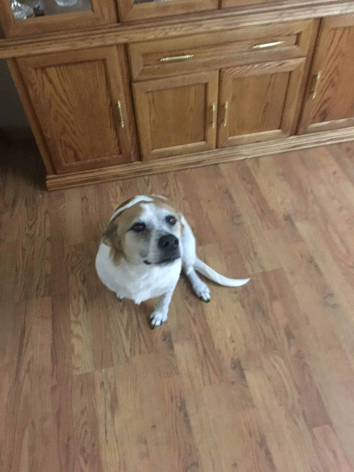 Found dog in Largo, FL, 33770