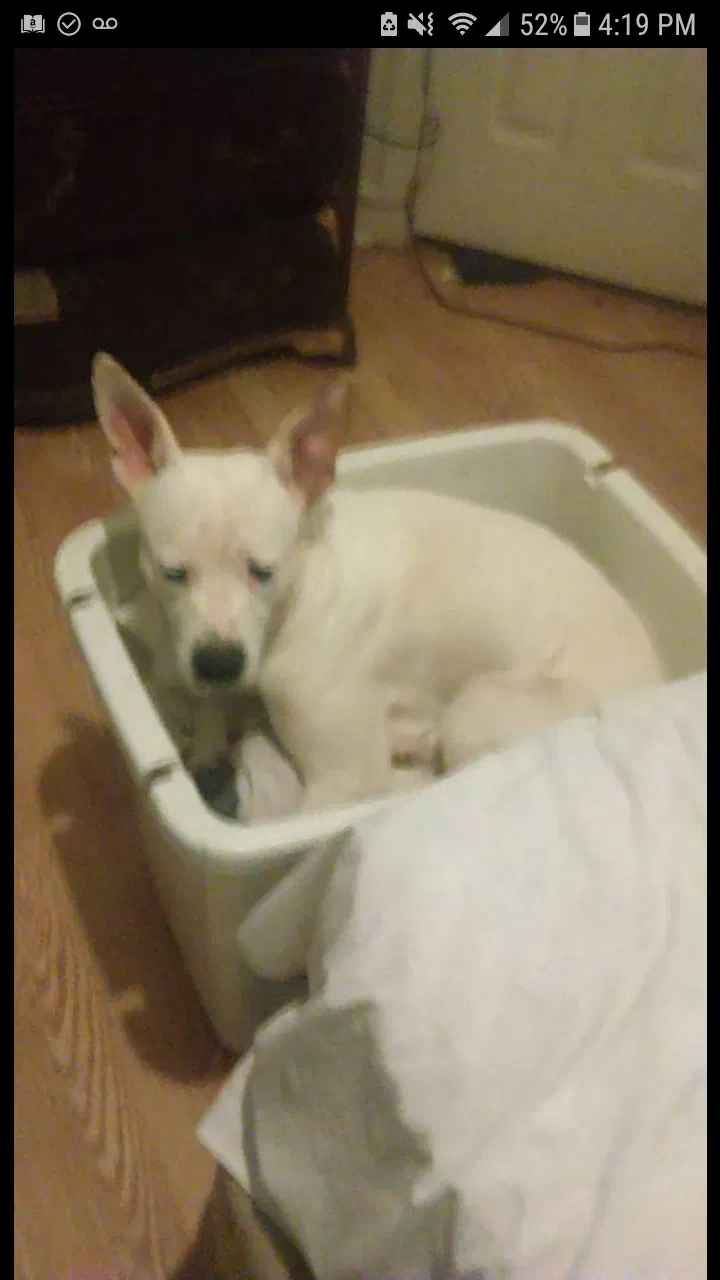 Found dog in Randleman, NC, 27317