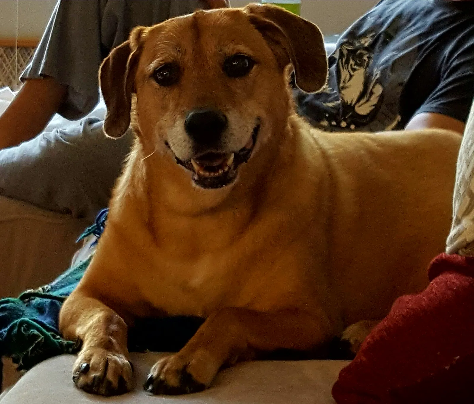 Found dog in Tampa, FL, 33625
