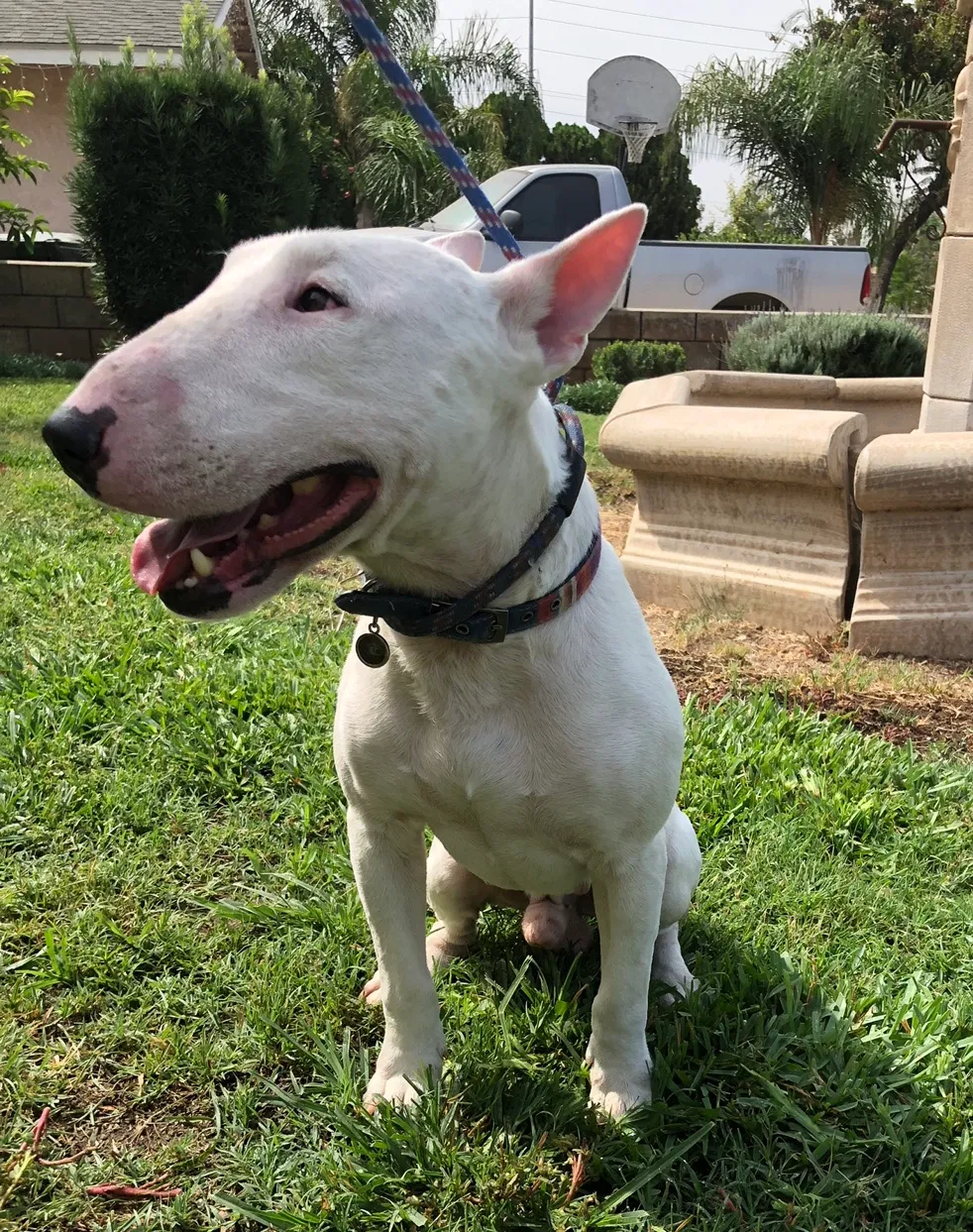 Found dog in Fontana, CA, 92335