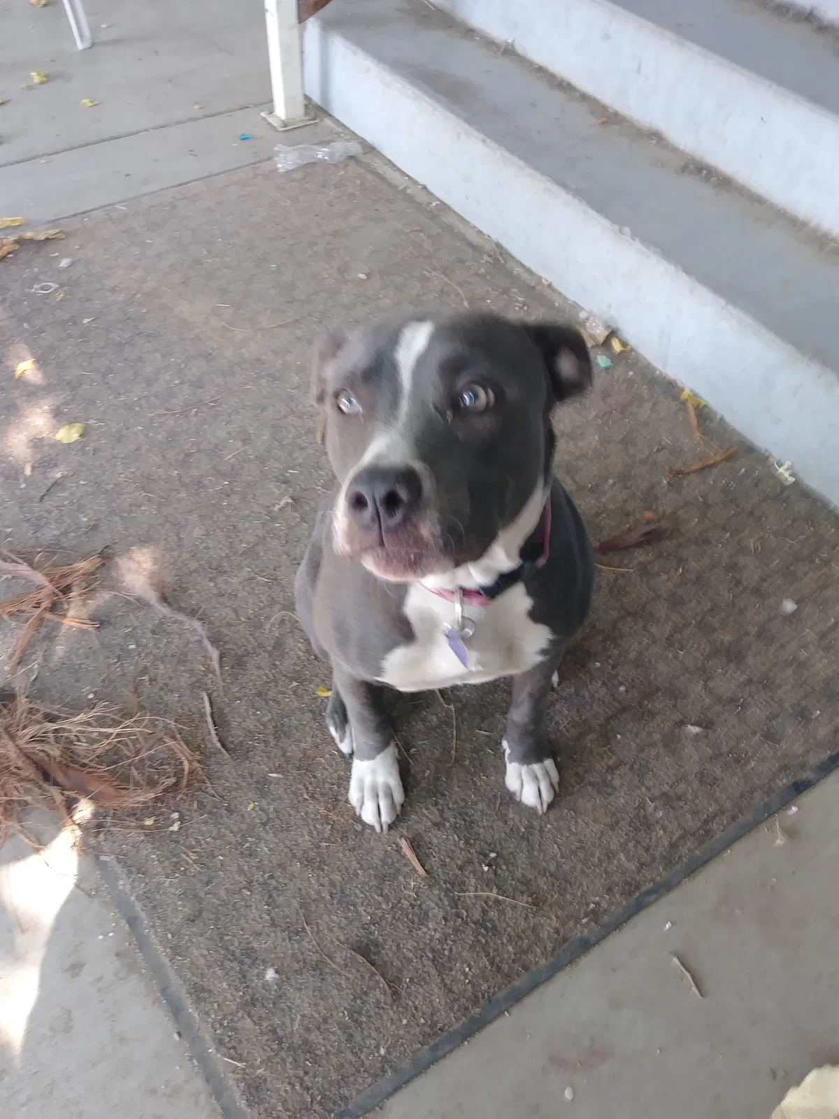Found dog in Orland, CA, 95963