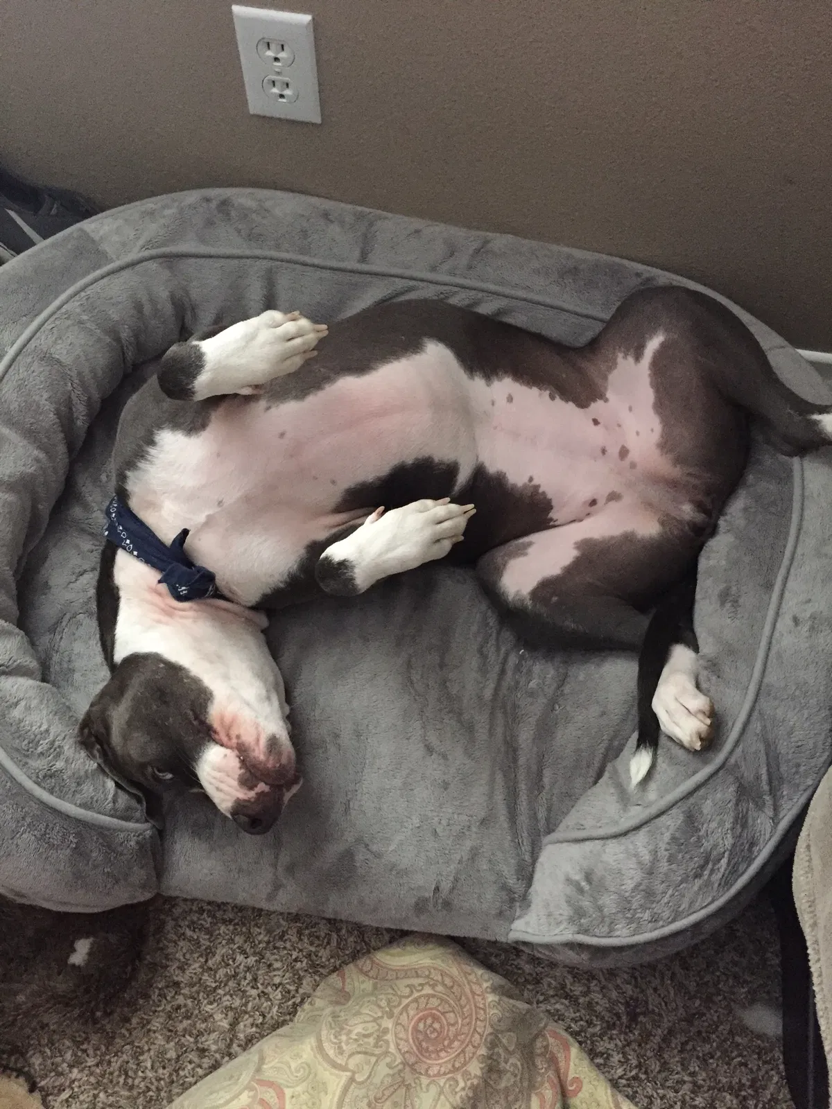 Found dog in Beaumont, CA, 92223