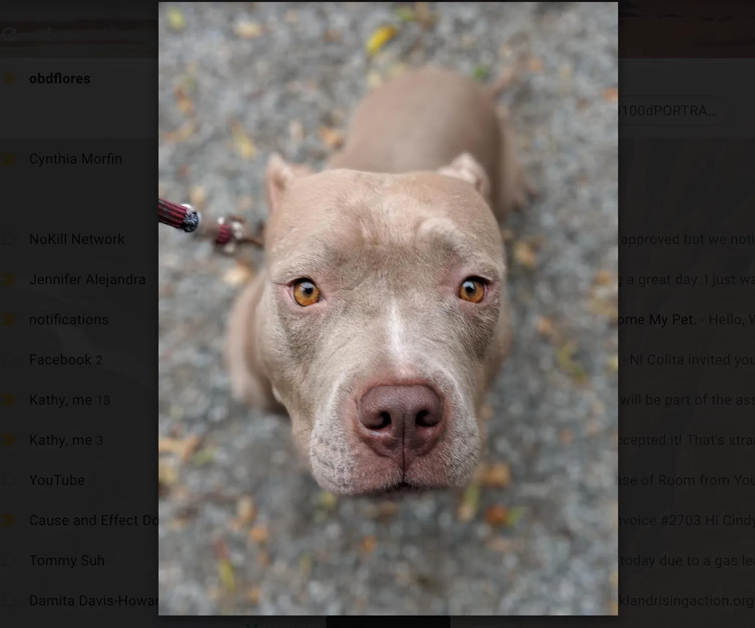 Found dog in Oakland, CA, 94601