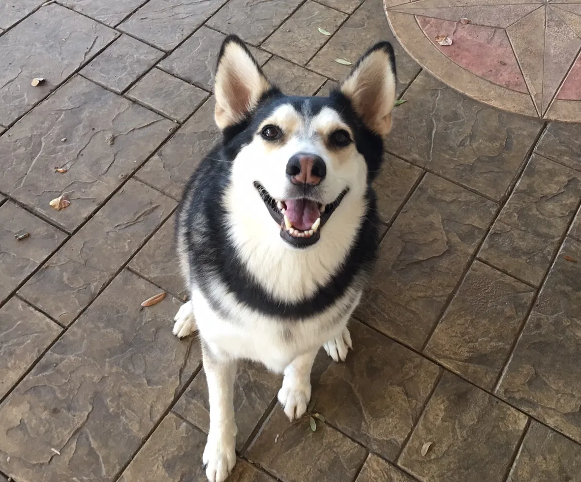 Found dog in League City, TX, 77573