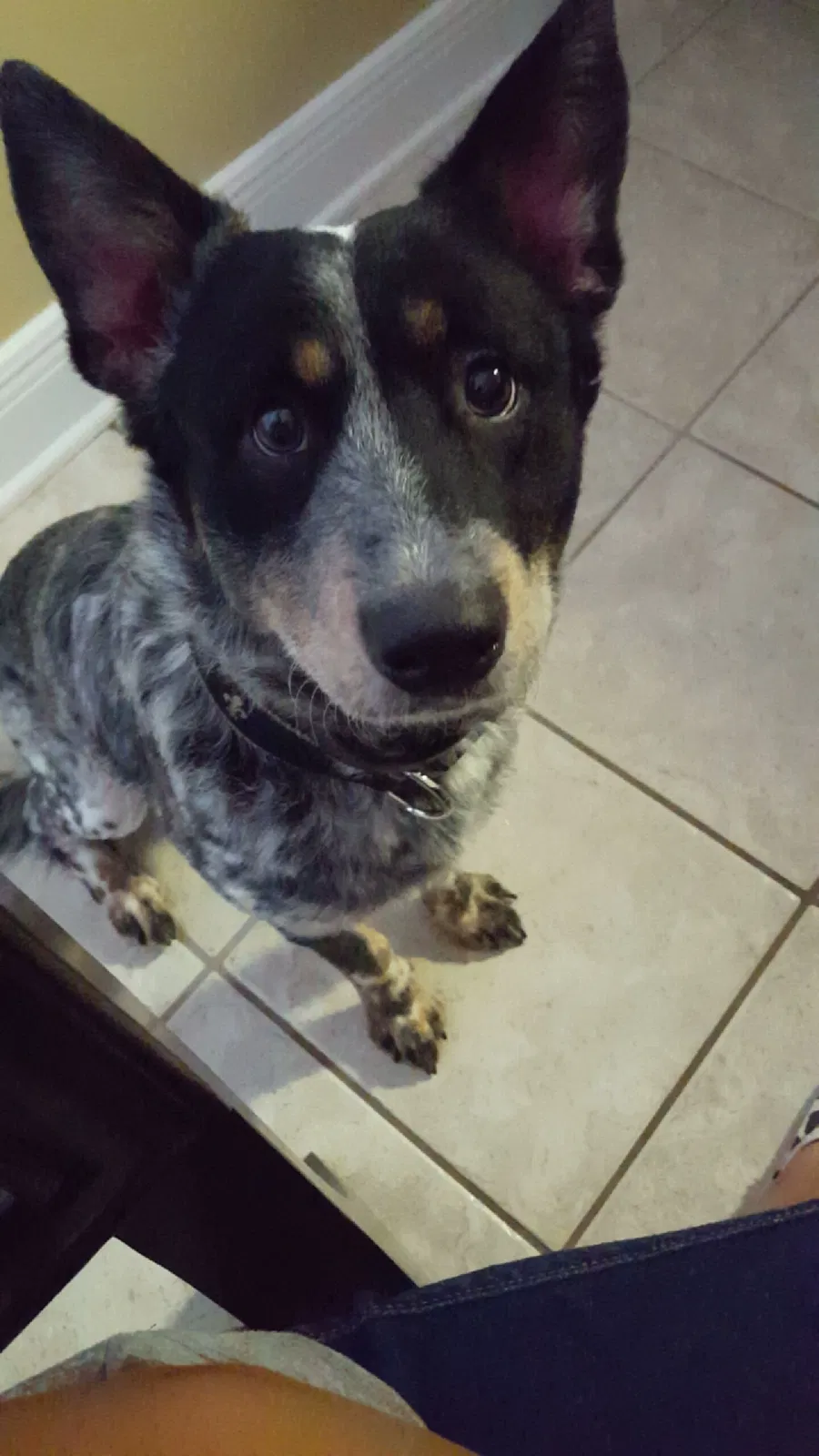Found dog in Kenner, LA, 70065