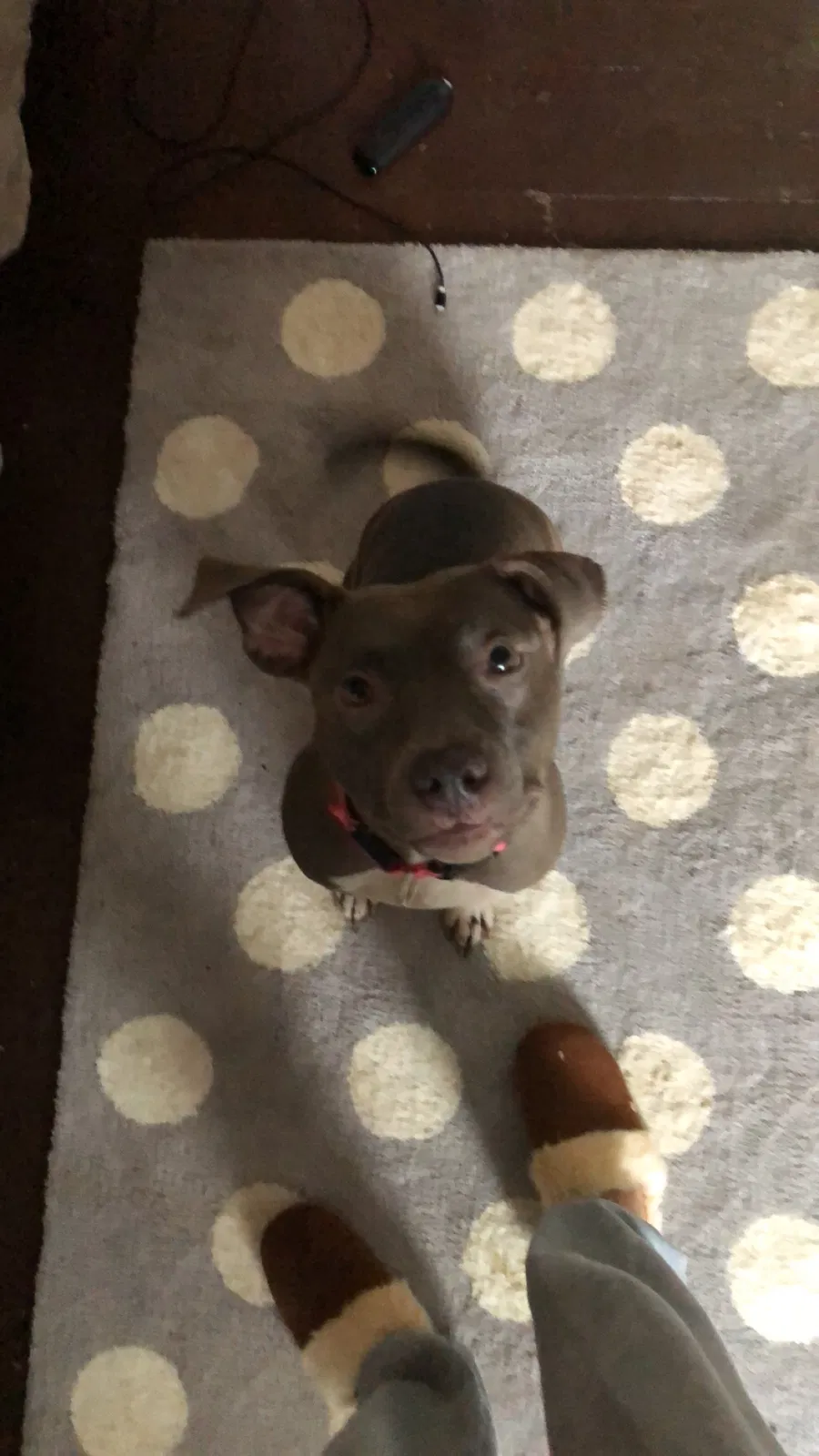 Found dog in East Sparta, OH, 44626