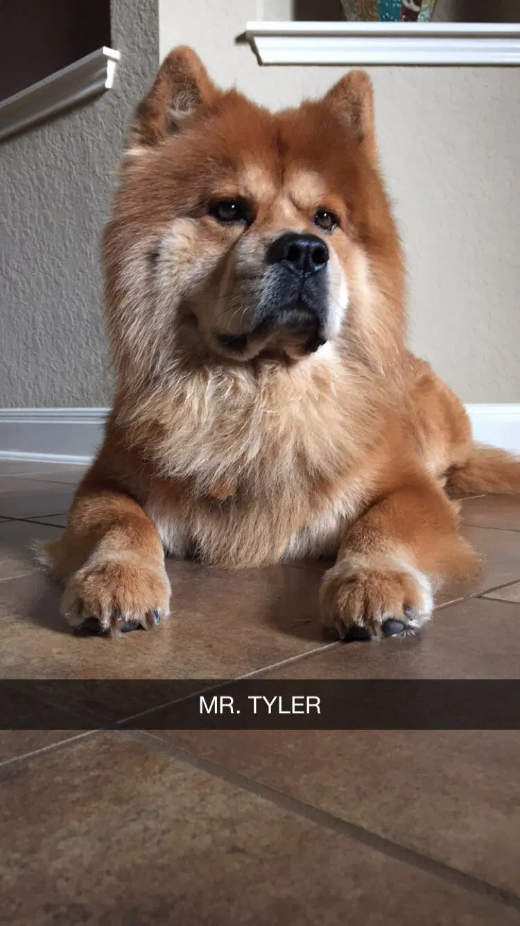 Found dog in San Antonio, TX, 78258