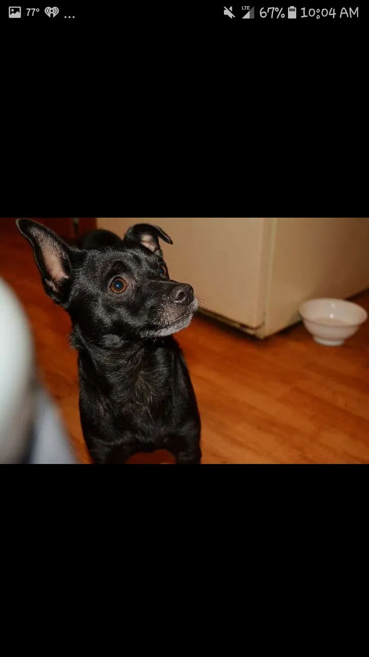Found dog in Stanley, NC, 28164