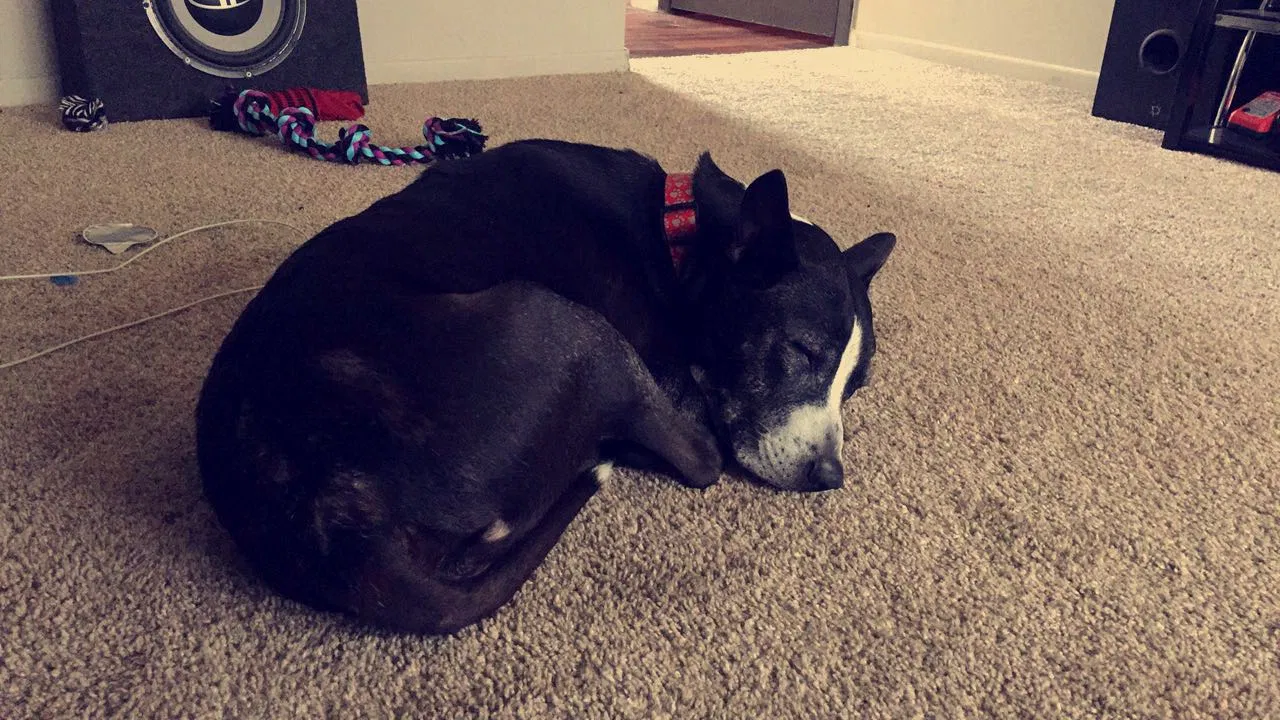 Found dog in Louisville, OH, 44641