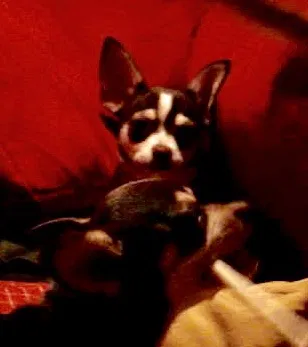 Found dog in Beaverton, OR, 97006