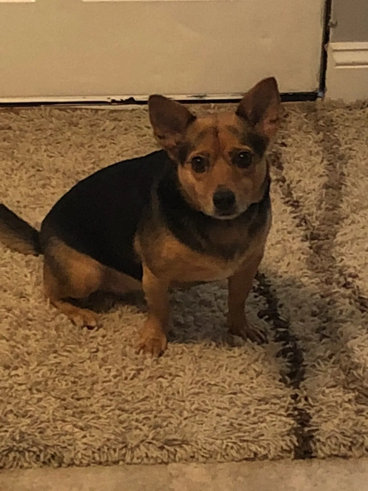 Found dog in Ponchatoula, LA, 70454