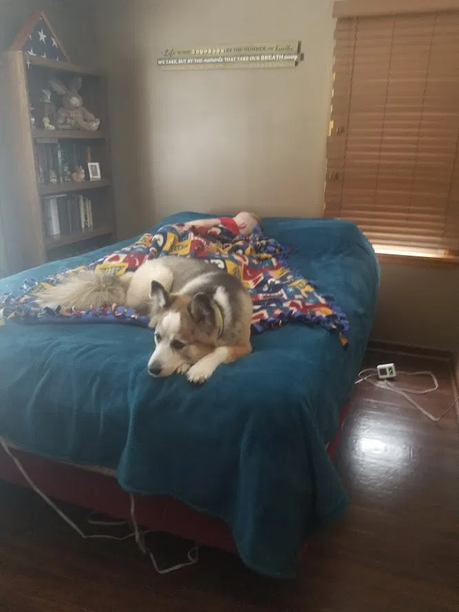 Found dog in Canton, OH, 44708