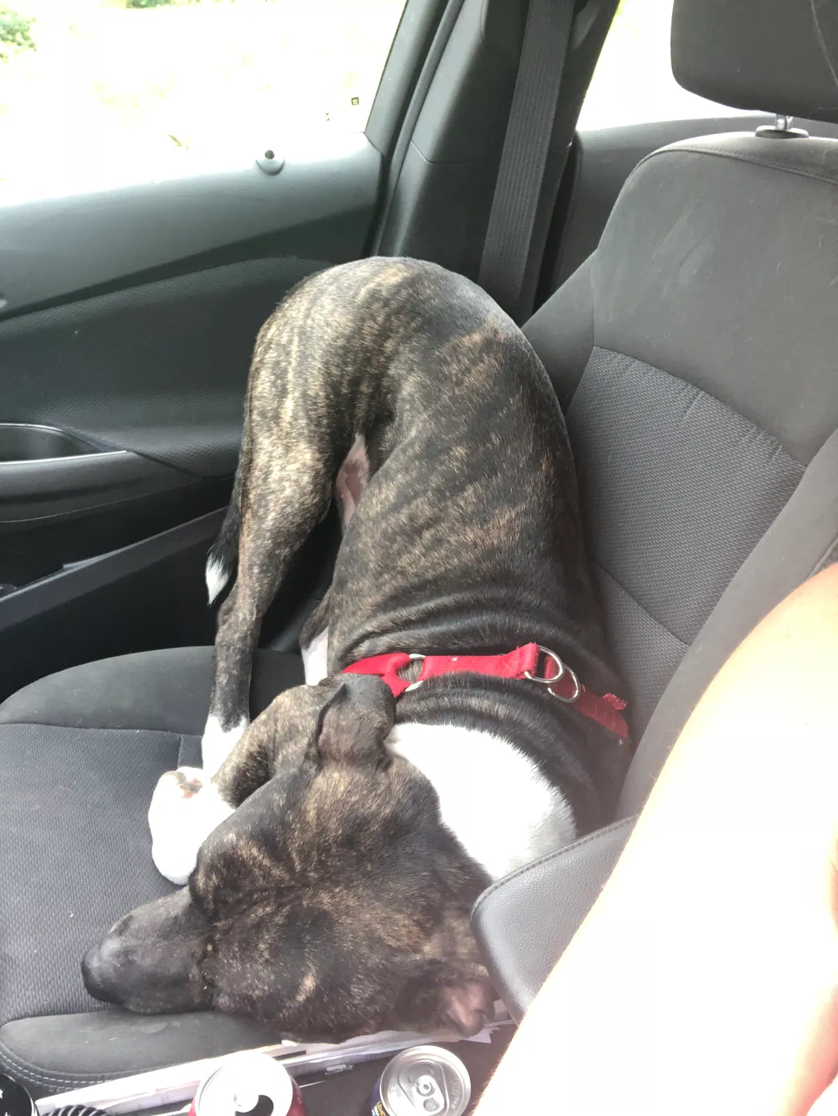 Found dog in Brookpark, OH, 44142