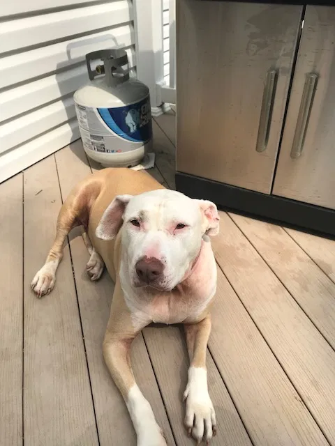 Found dog in Gaithersburg, MD, 20882