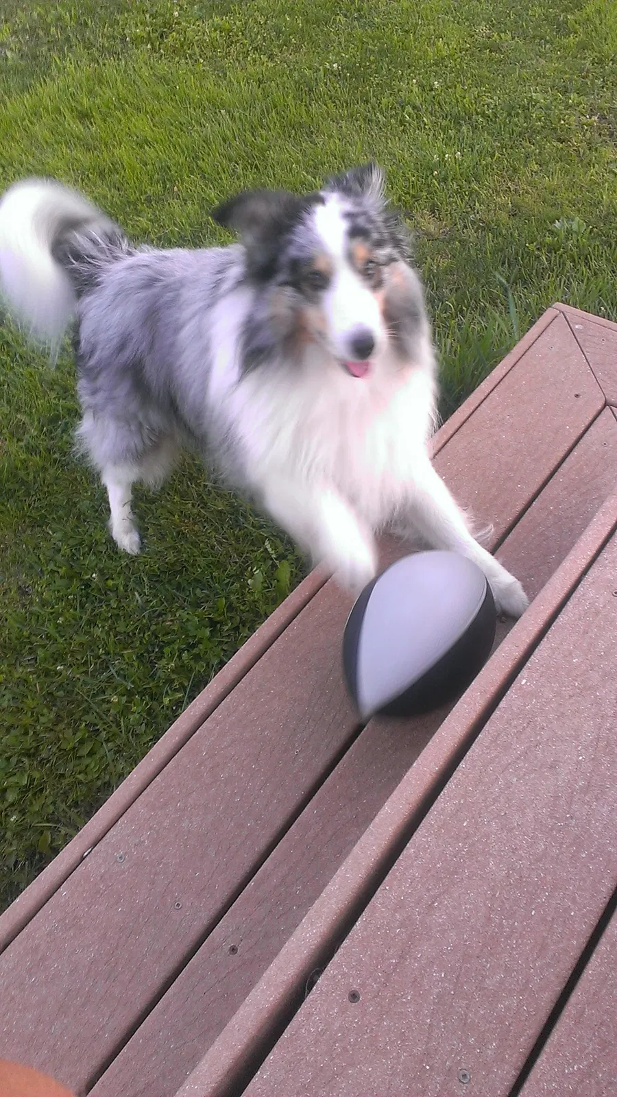 Found dog in Harrisburg, PA, 17101