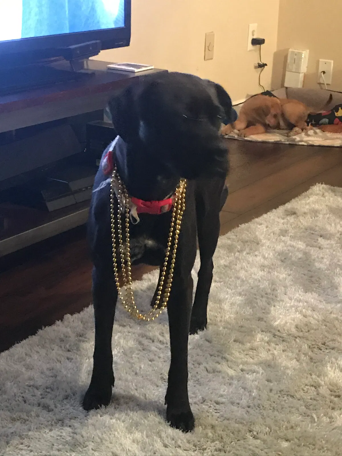 Found dog in Snellville, GA, 30078