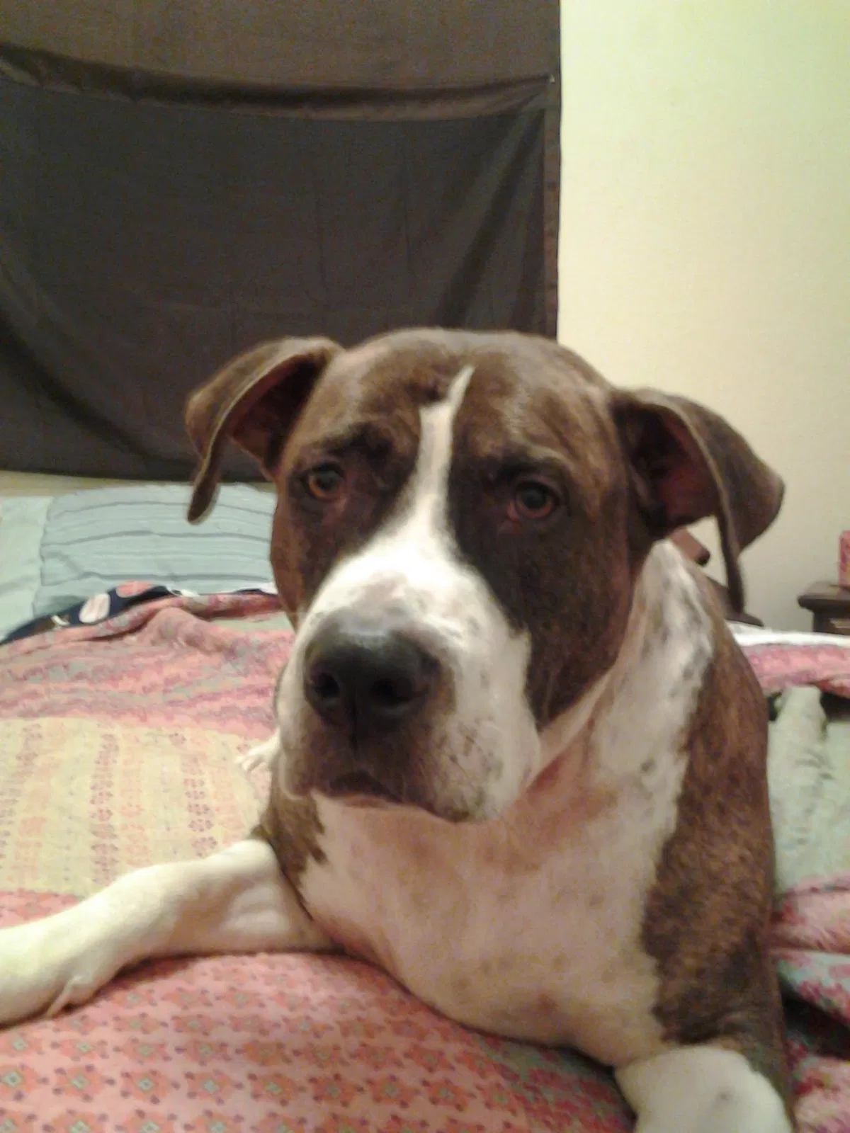 Found dog in Phoenix, AZ, 85031