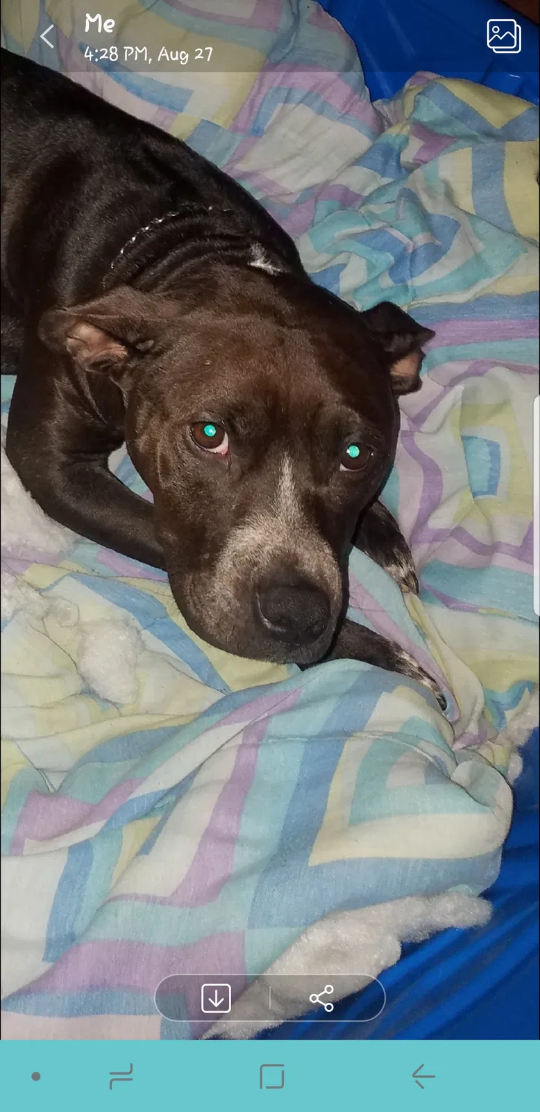 Found dog in Vineland, NJ, 8360