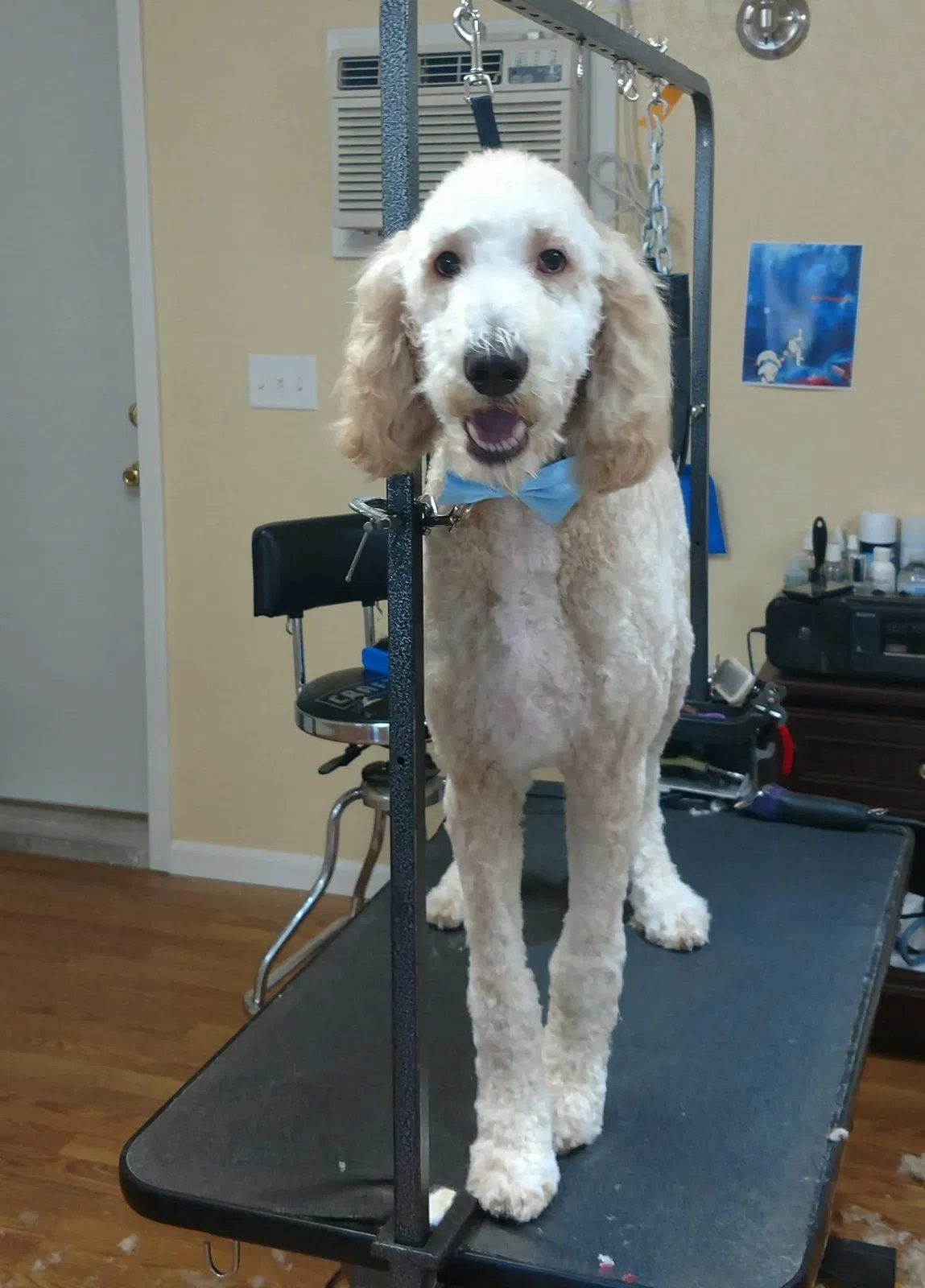 Found dog in Centerville, IA, 52544