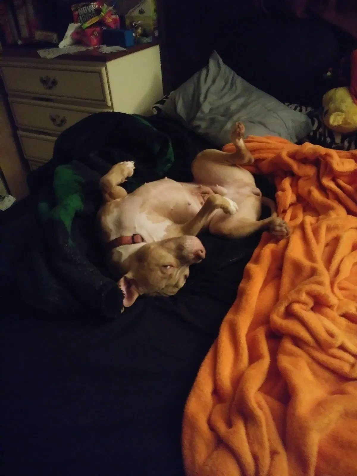 Found dog in Pompano Beach, FL, 33063