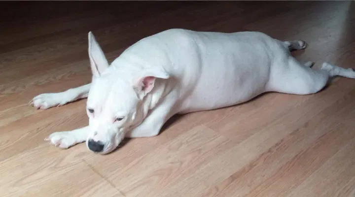 Found dog in Warner Robins, GA, 31093