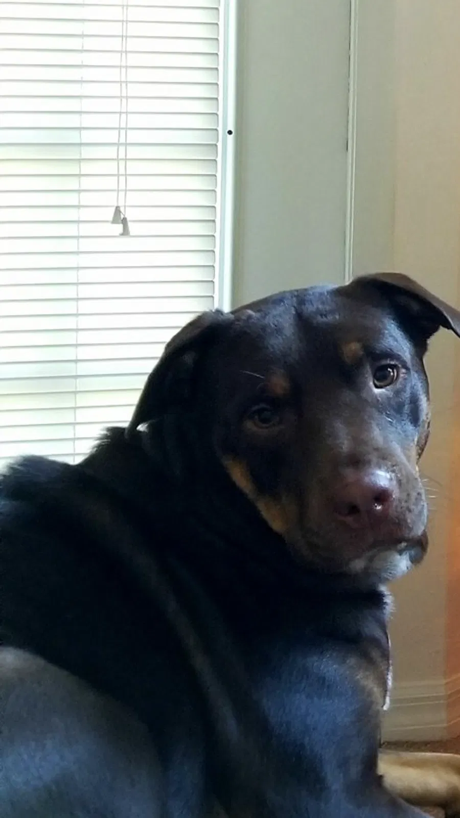 Found dog in Tampa, FL, 33607