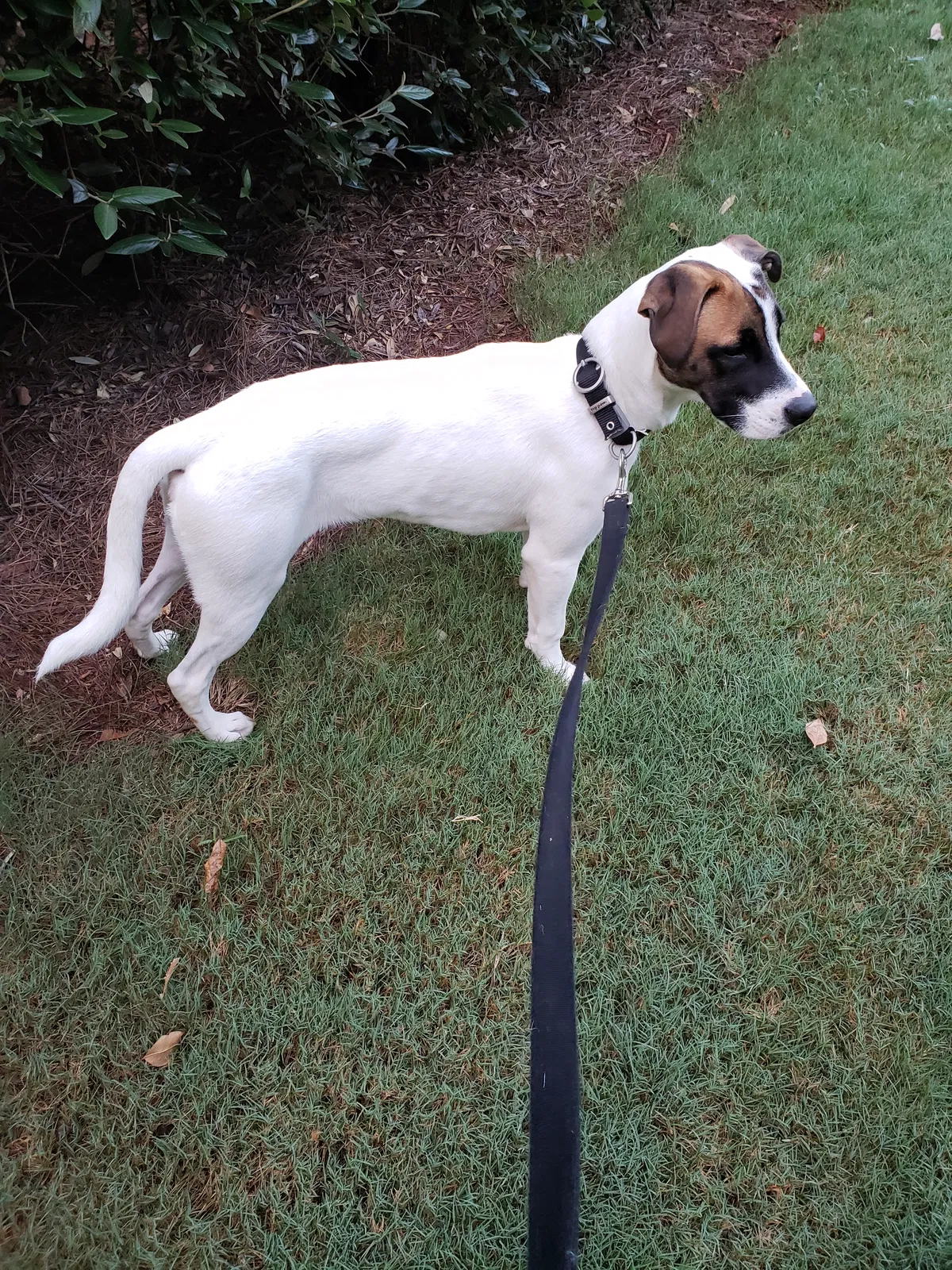 Found dog in Lawrenceville, GA, 30046