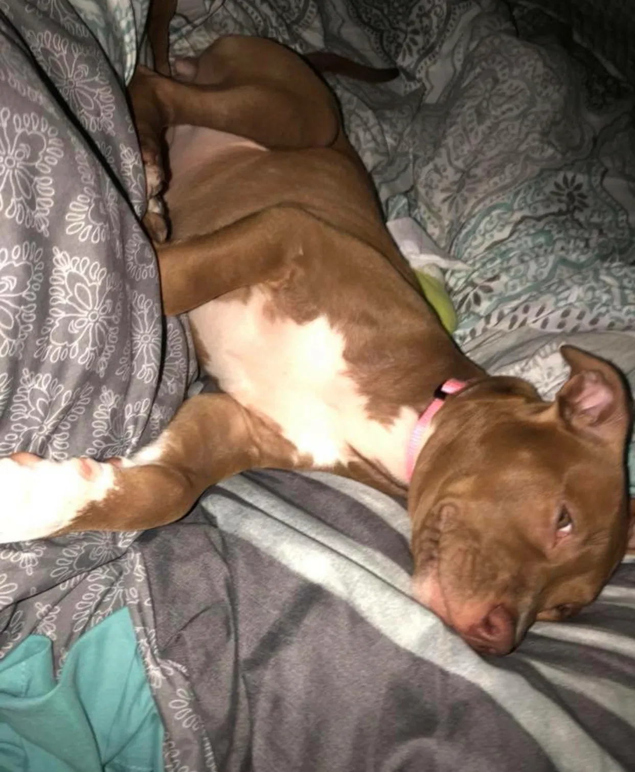 Found dog in Shallotte, NC, 28470