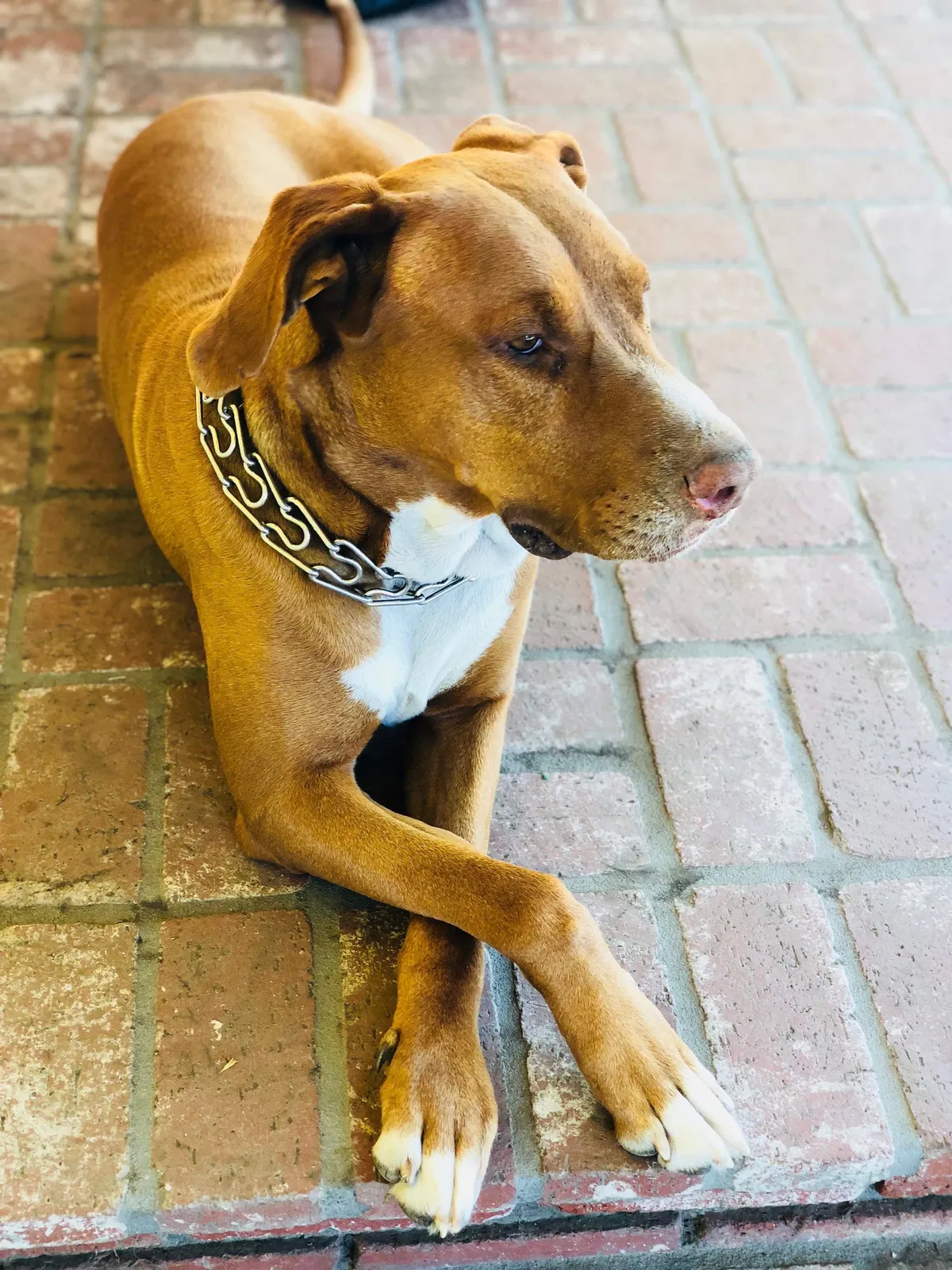 Found dog in Anaheim, CA, 92805