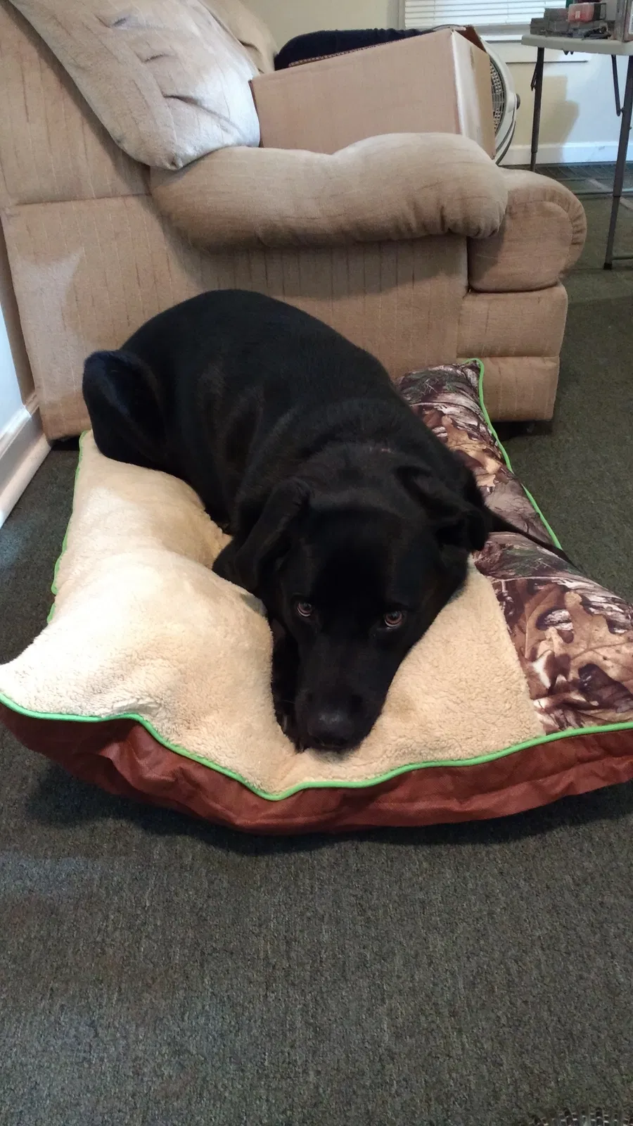 Found dog in Jacksonville, NC, 28546