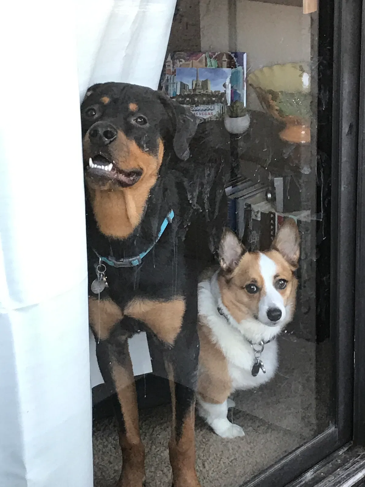 Found dog in Phoenix, AZ, 85041