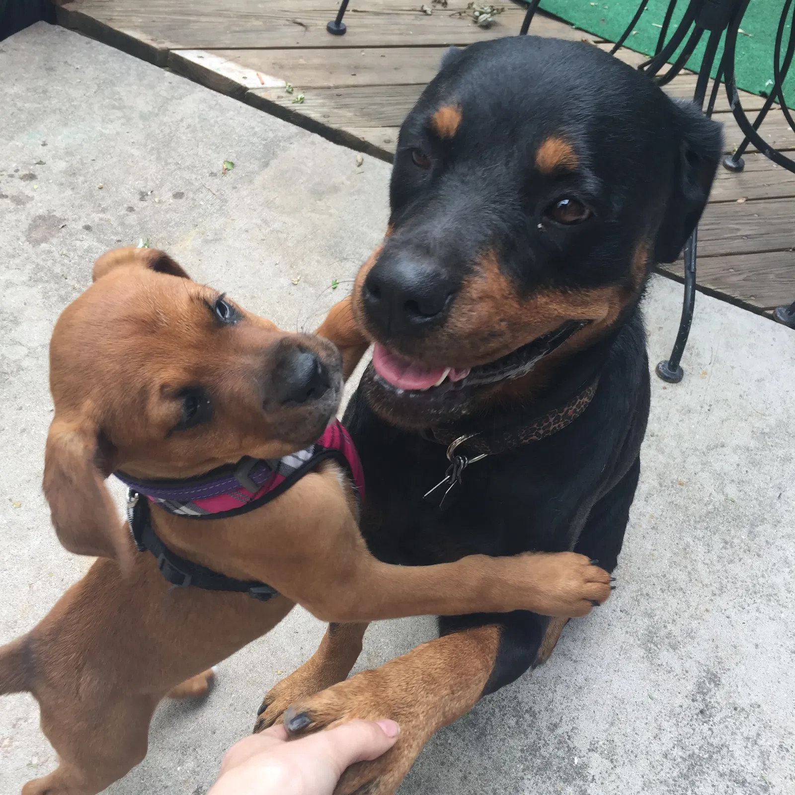 Found dog in Colorado Springs, CO, 80911