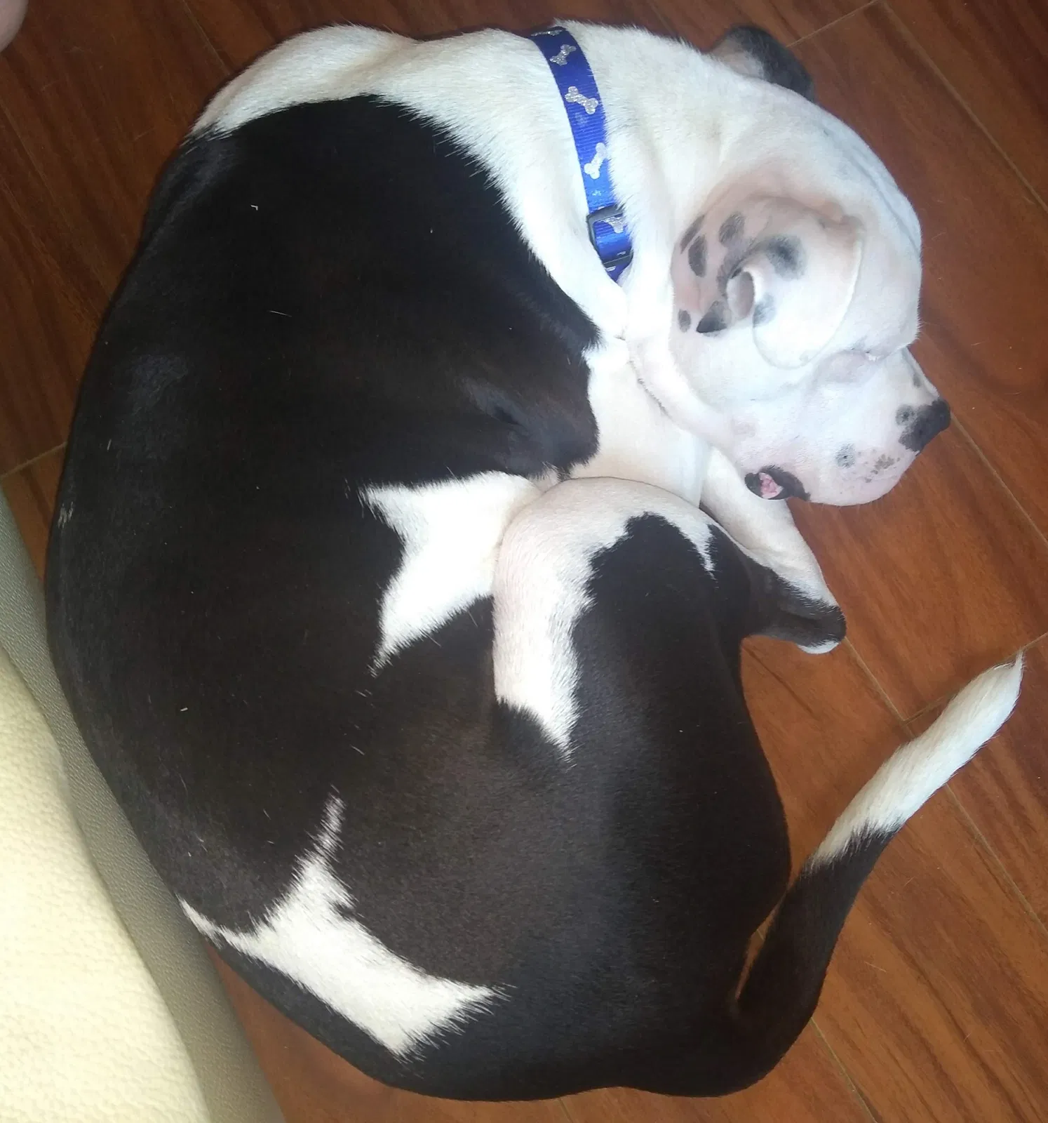 Found dog in Spring, TX, 77373