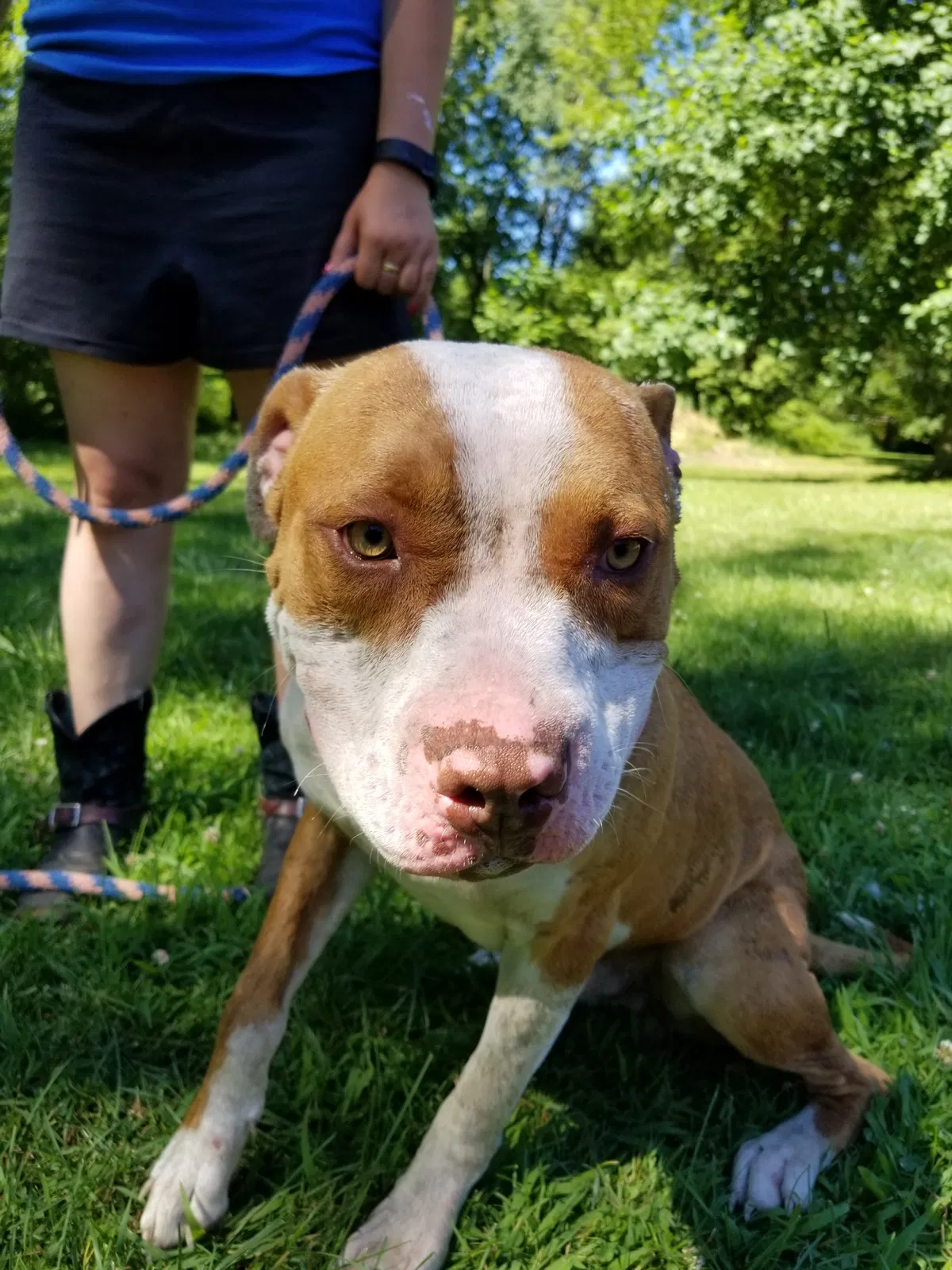 Found dog in Battle Creek, MI, 49014