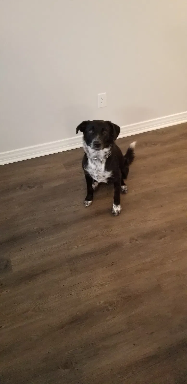 Found dog in Fort Worth, TX, 76137