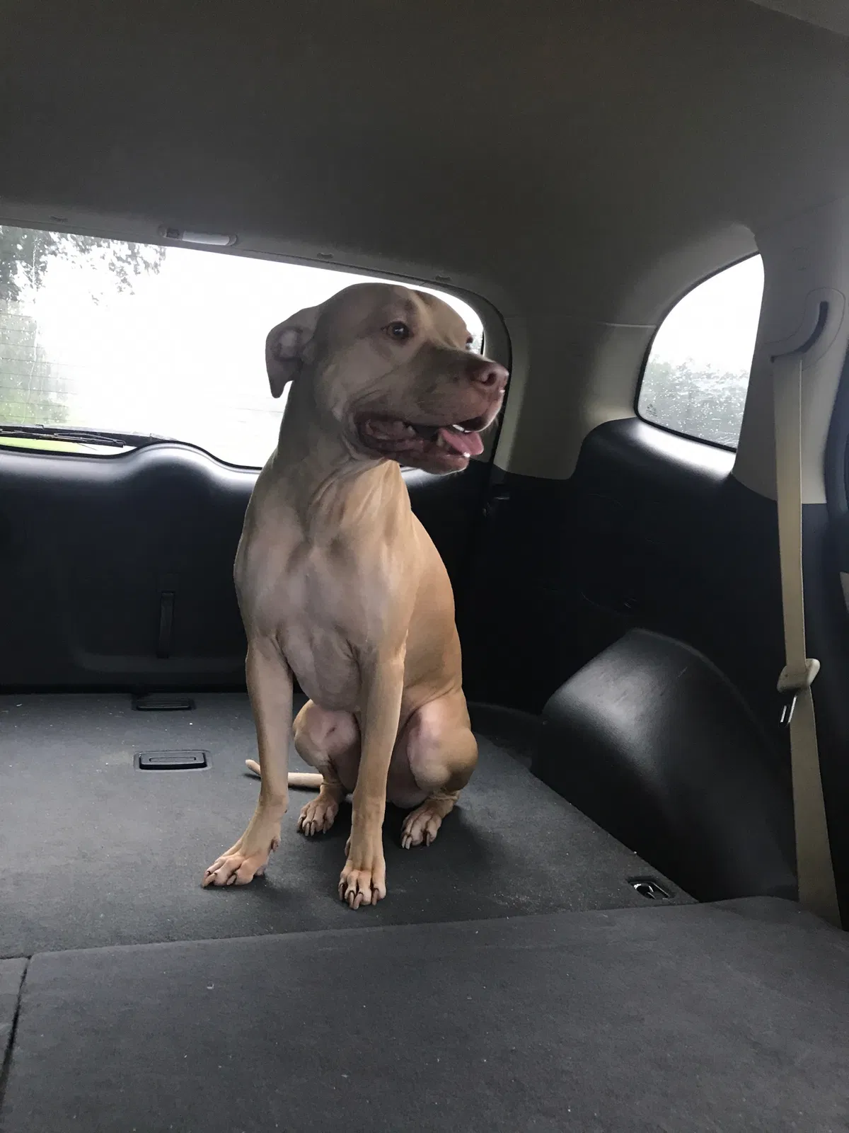 Found dog in Lake City, FL, 32025