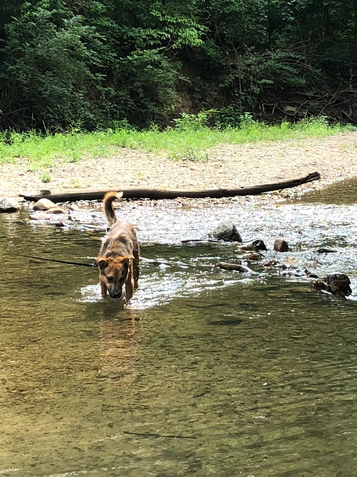 Found dog in Indianapolis, IN, 46219