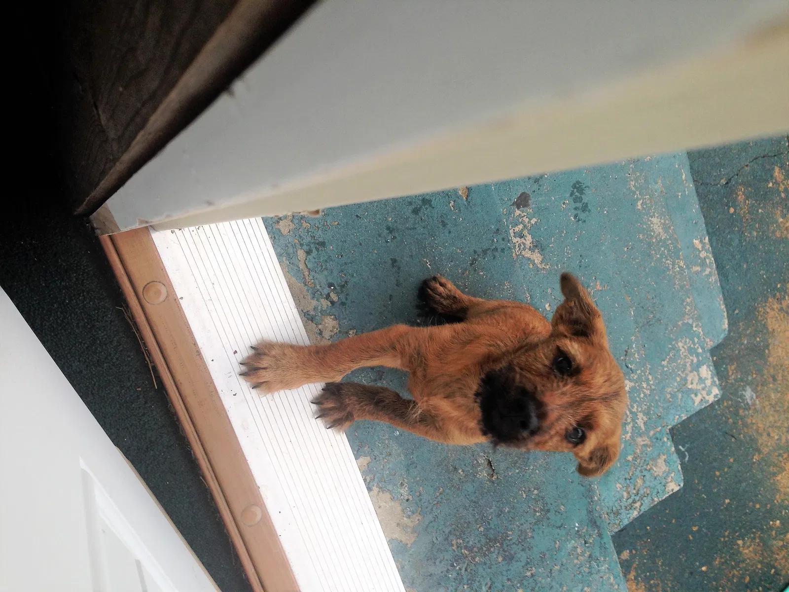 Found dog in Memphis, TN, 38108