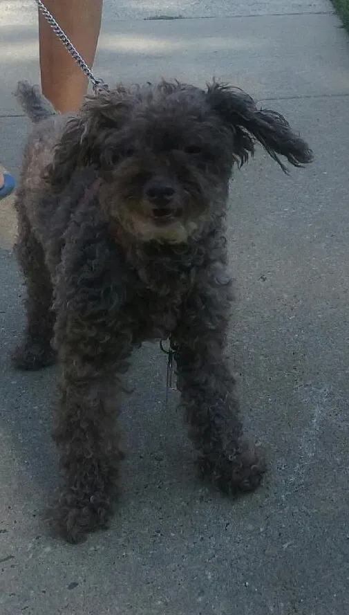 Found dog in Deer Park, NY, 11729