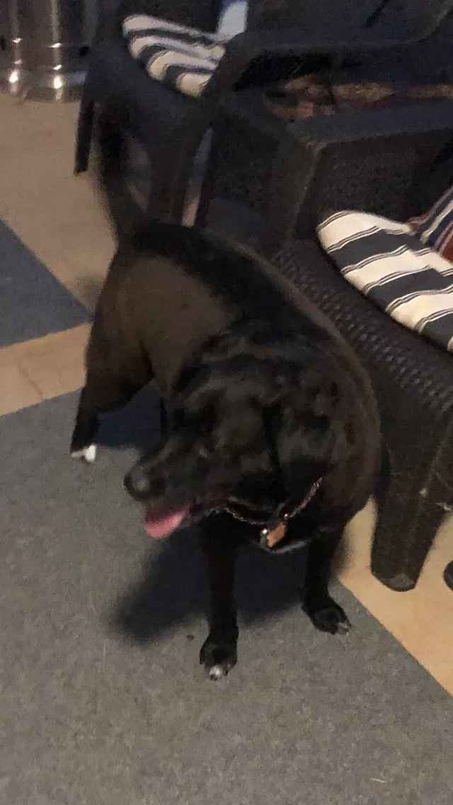 Found dog in Toney, AL, 35773