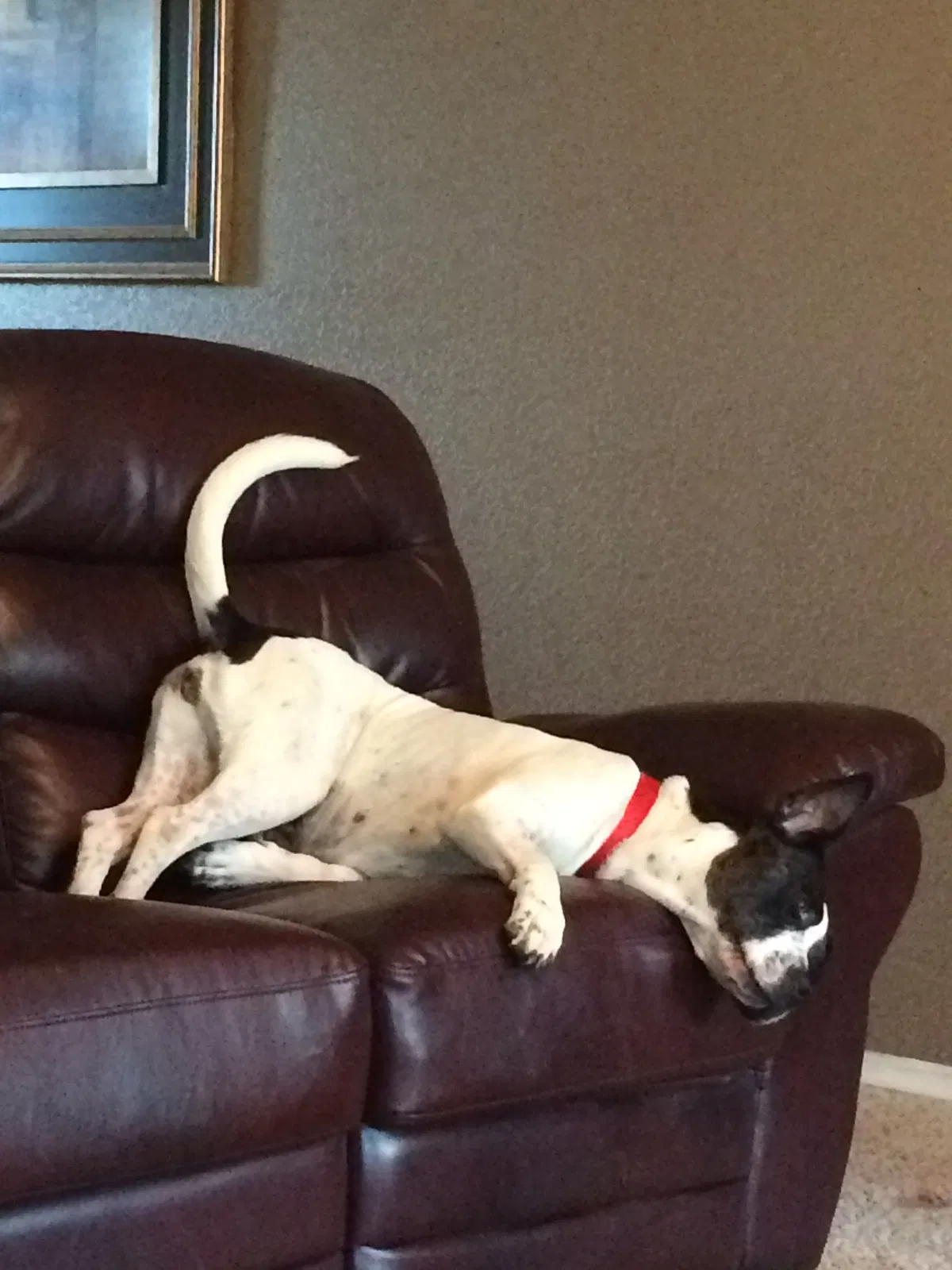 Found dog in Hesperia, CA, 92344