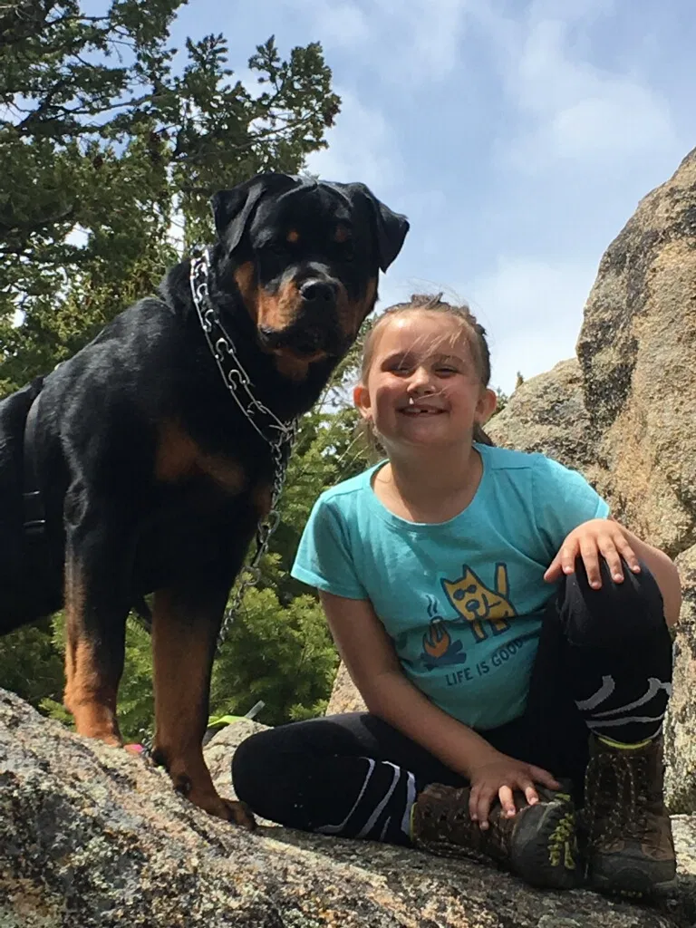 Found dog in Fort Collins, CO, 80528