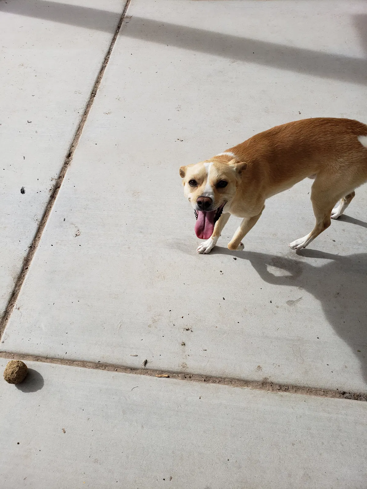Found dog in Las Vegas, NV, 89178